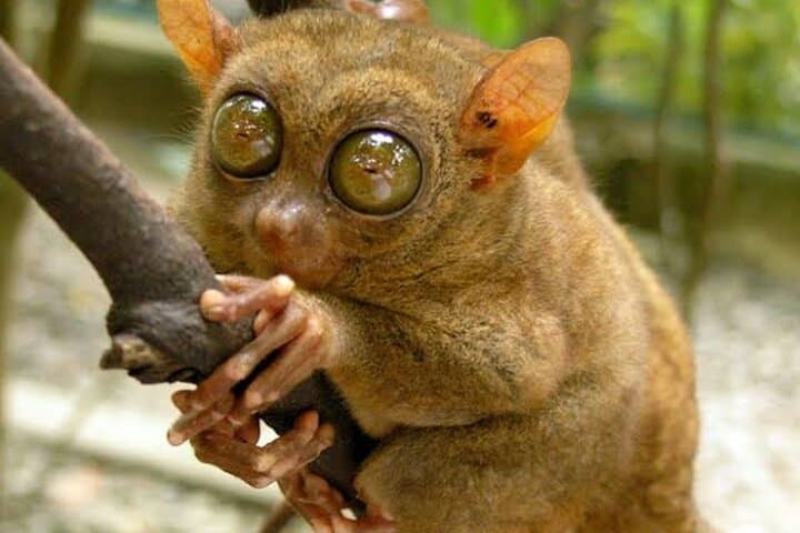 Bohol Tarsier, Chocolate Hills & Pangas Waterfalls Day Tour photo 2