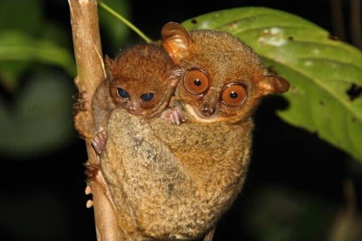 Bohol Tarsier, Chocolate Hills & Pangas Waterfalls Day Tour photo 3