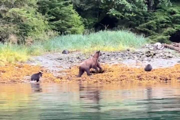 Private Sitka Whale & Wildlife Watching Cruise for Small Groups photo 2