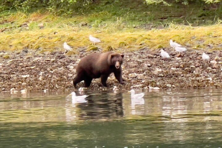 Private Sitka Whale & Wildlife Watching Cruise for Small Groups photo 5