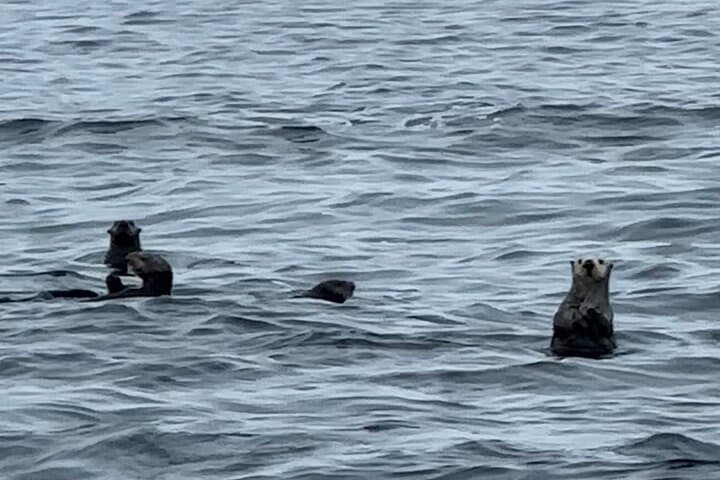 Private Sitka Whale & Wildlife Watching Cruise for Small Groups photo 6