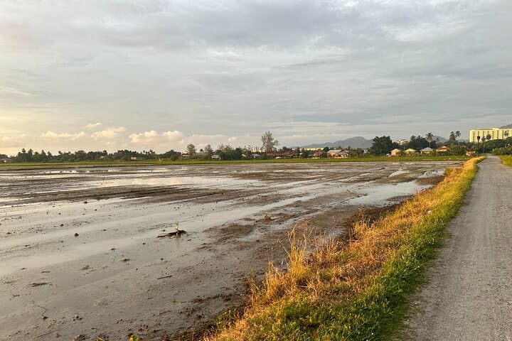 Sunset Buggy Ride Through Balik Pulau Paddy Fields — Penang Off-Road Experience photo 4