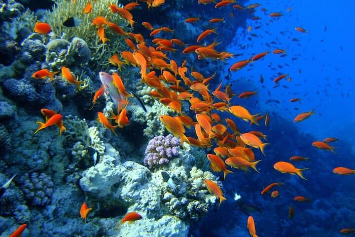 Intro Beach Dive in Sharm El Sheikh with Hotel Transfer photo 3