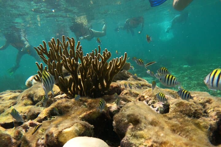 Costa Maya Guided Snorkel Tour: Explore the Mesoamerican Reef near Mahahual photo 5