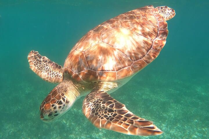Costa Maya Guided Snorkel Tour: Explore the Mesoamerican Reef near Mahahual photo 3