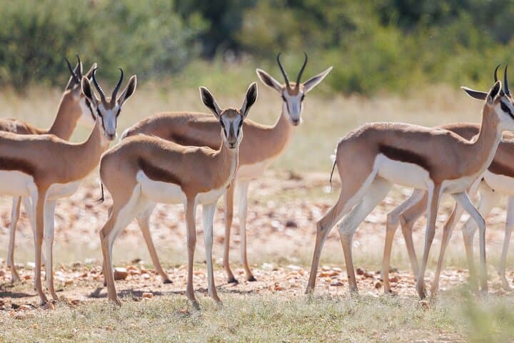 Private Windhoek Wildlife Expedition to Daan Viljoen Nature Reserve