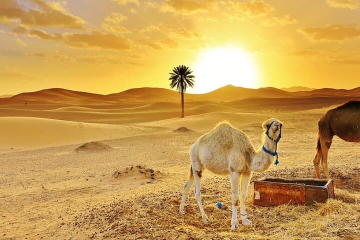 Merzouga Desert Tour: Camel Ride, Quad Biking & Overnight Berber Camp