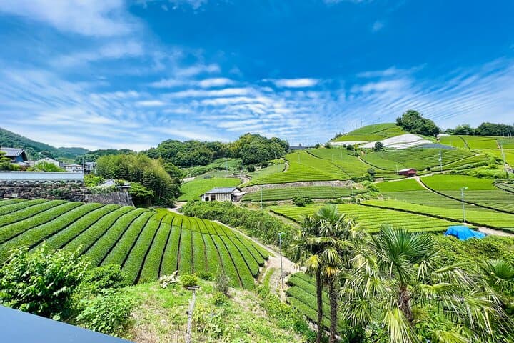 Private Wazuka Matcha Farm Experience — Full-Day Tea Workshop Near Kyoto photo 4