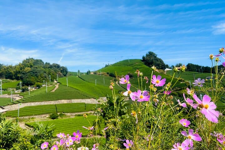 Private Wazuka Matcha Farm Experience — Full-Day Tea Workshop Near Kyoto photo 6