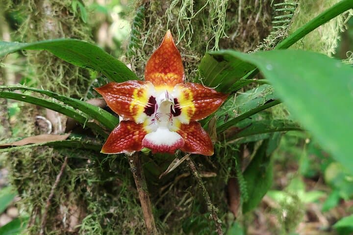 Bijagua Private Cocoa, Sloth & Frog Watching Tour — Wildlife & Farm Visit