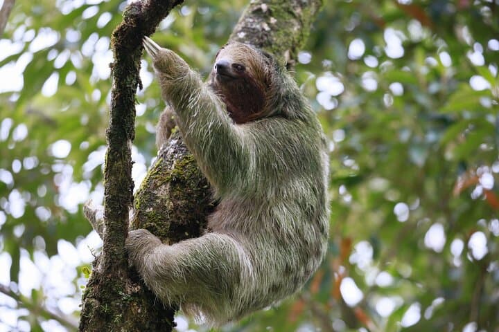 Bijagua Private Cocoa, Sloth & Frog Watching Tour — Wildlife & Farm Visit photo 2