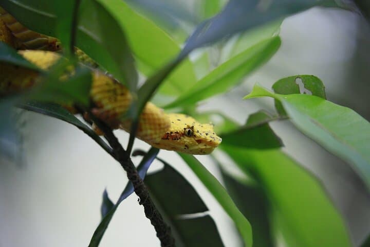 Bijagua Private Cocoa, Sloth & Frog Watching Tour — Wildlife & Farm Visit photo 5