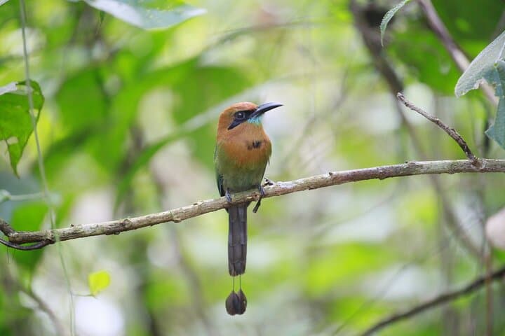 Bijagua Private Cocoa, Sloth & Frog Watching Tour — Wildlife & Farm Visit photo 6