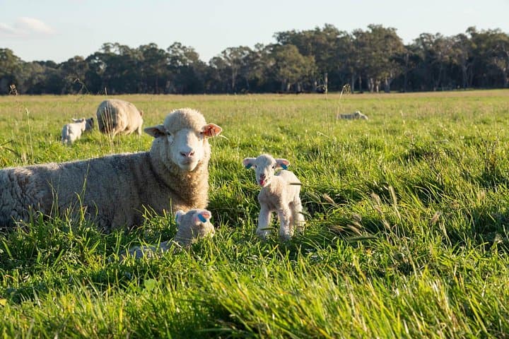 Warrawindi Farm Private Tour — 45-Minute Sustainable Farm Experience near Penola