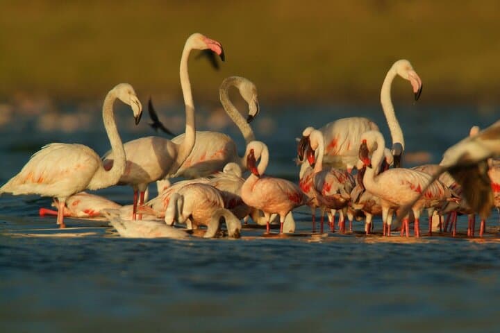 Day Trip to Lake Naivasha and Hell's Gate National Park — Crescent Island Boat & Biking Adventure photo 2