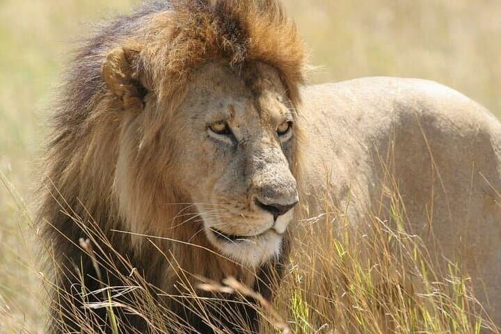 Nairobi National Park and Giraffe Centre Safari: A Wild Escape Near Kenya’s Capital photo 3