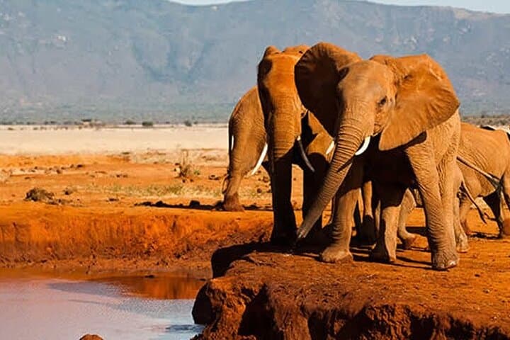 6-Day Tsavo Safari and Mombasa Beach Escape: From Red Elephants to Coral Reefs photo 6