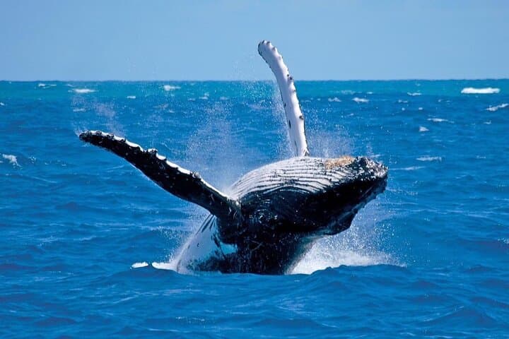 Hermanus Whale Watching Day Trip from Cape Town — Whales, Wine & Penguins