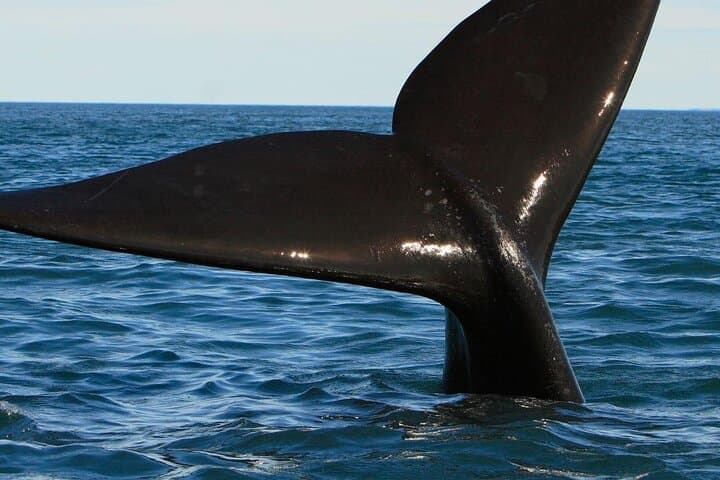 Hermanus Whale Watching Day Trip from Cape Town — Whales, Wine & Penguins photo 3