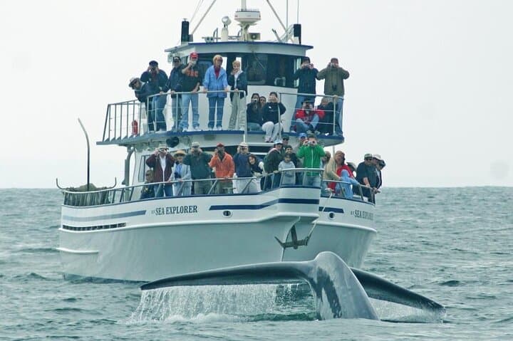 Hermanus Whale Watching Day Trip from Cape Town — Whales, Wine & Penguins photo 2