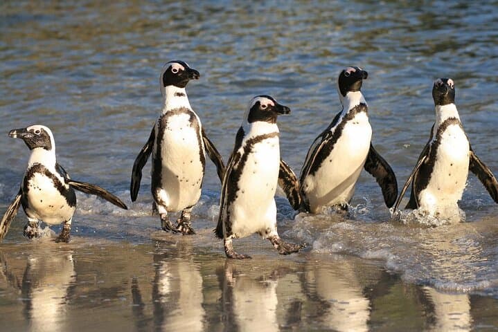 Cape Town in a Day: Table Mountain, Chapman's Peak, Penguins & the Cape of Good Hope
