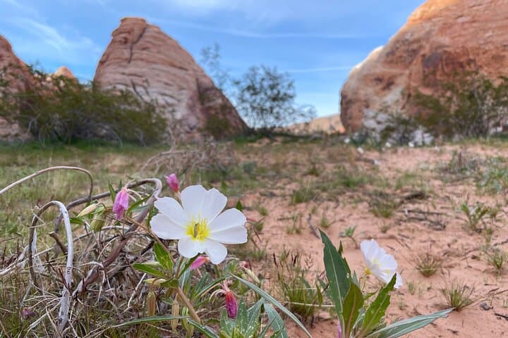 Private Valley of Fire Hiking and Sightseeing Tour from Las Vegas photo 2