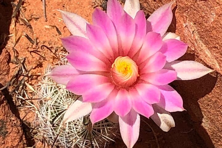 Private Valley of Fire Hiking and Sightseeing Tour from Las Vegas photo 3