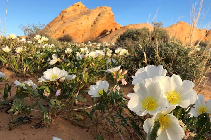 Private Valley of Fire Hiking and Sightseeing Tour from Las Vegas photo 4