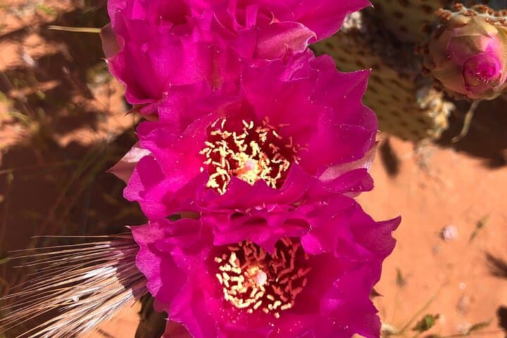 Private Valley of Fire Hiking and Sightseeing Tour from Las Vegas photo 5