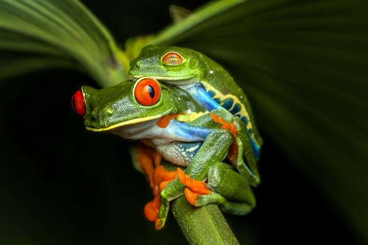 Tifakara Night Walk: La Fortuna Tropical Forest Frog Sanctuary Tour photo 1