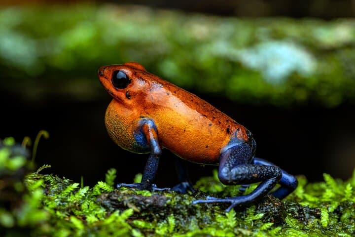 Tifakara Night Walk: La Fortuna Tropical Forest Frog Sanctuary Tour photo 2