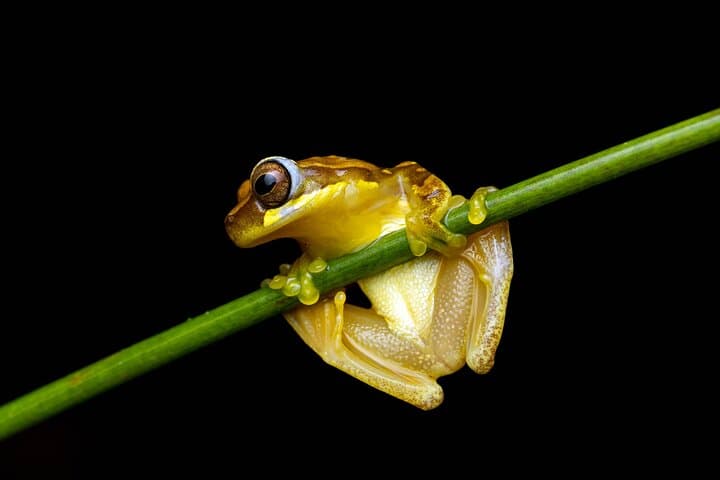 Tifakara Night Walk: La Fortuna Tropical Forest Frog Sanctuary Tour photo 3