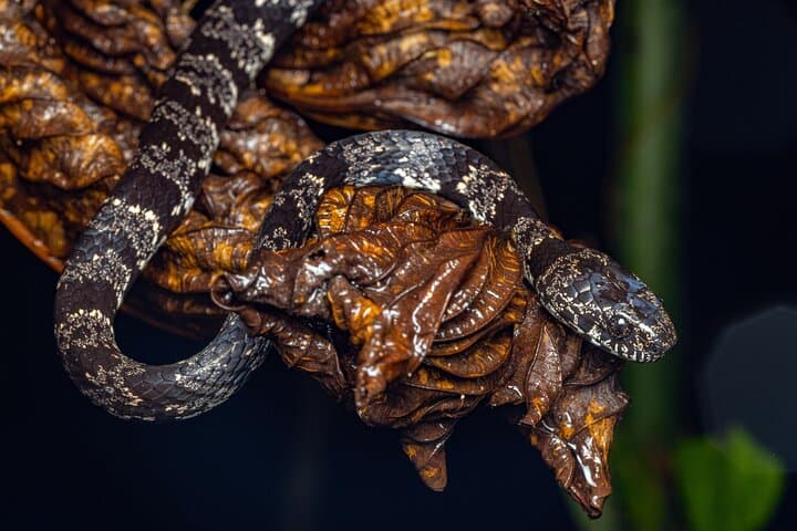 Tifakara Night Walk: La Fortuna Tropical Forest Frog Sanctuary Tour photo 4