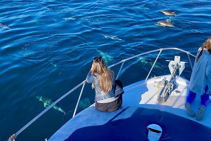 Benalmádena Dolphin Watching Cruise: Wild Dolphins & Coastal Views (90-Min)