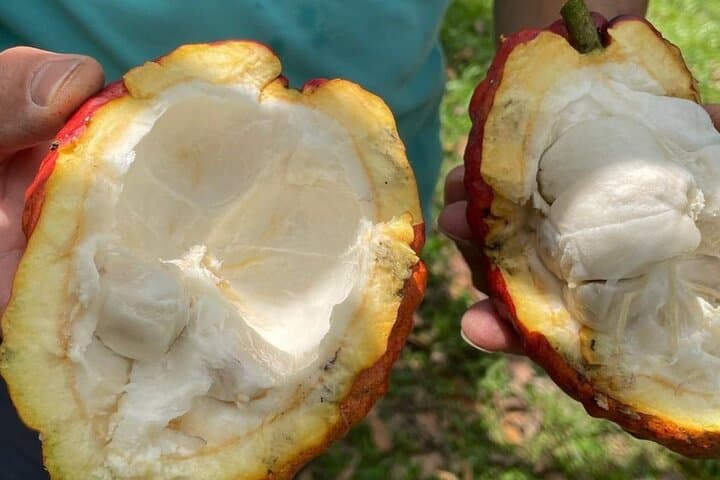 Salento, Cocora Valley & Cocoa Farm Day Tour from Pereira — Wax Palms and Chocolate photo 5