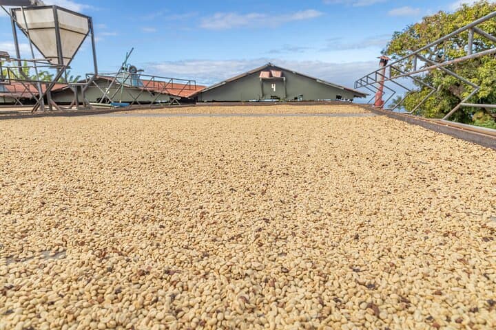 Kona Coffee & City of Refuge Tour: A Four-Hour Cultural and Coffee Immersion photo 3