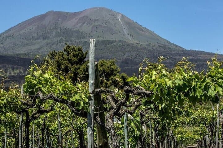 Vesuvius Vineyard Wine Tasting Tour from Naples with Lunch