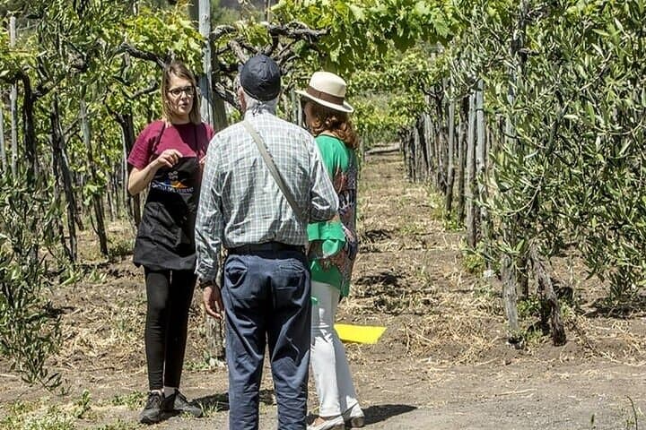 Vesuvius Vineyard Wine Tasting Tour from Naples with Lunch photo 5