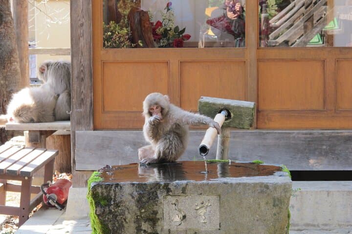 Jigokudani Snow Monkeys and Shibu Onsen: Private Early-Access Wildlife & Village Walk
