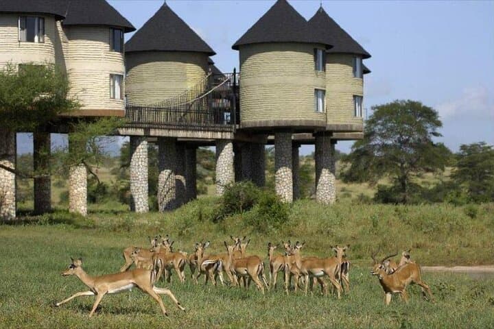 2-Day Taita Hills Saltlick Lodge Safari from Diani Beach photo 2
