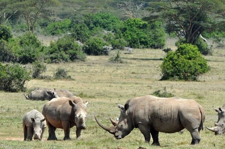 2-Day Solio Ranch Luxury Rhino Safari from Nairobi photo 2