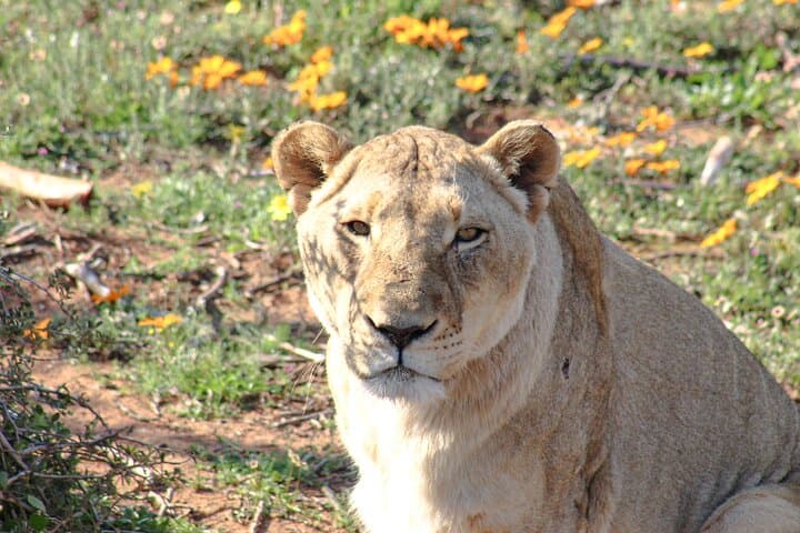Lion Feeding Experience at Buffelsdrift — Close-Up Wildlife Viewing in Western Cape photo 5