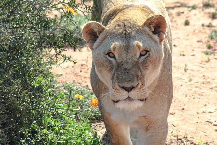 Lion Feeding Experience at Buffelsdrift — Close-Up Wildlife Viewing in Western Cape photo 6