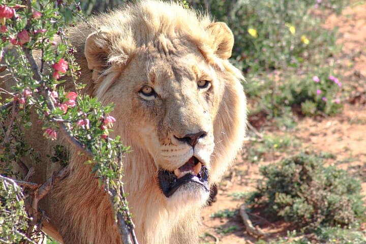 Lion Feeding Experience at Buffelsdrift — Close-Up Wildlife Viewing in Western Cape photo 4