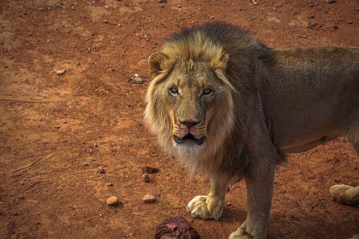Lion Feeding Experience at Buffelsdrift — Close-Up Wildlife Viewing in Western Cape photo 2