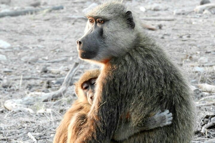 Inside Nairobi’s Wild Heart: Private Safari, Elephant Orphanage & Giraffe Centre Experience photo 5