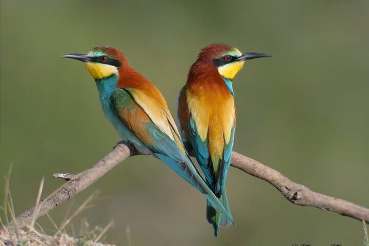 Photography Hides at Dehesa El Águila: Private Birding & Raptor Photography Near Puebla de la Reina