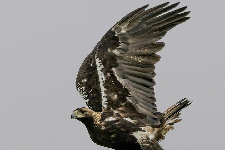 Photography Hides at Dehesa El Águila: Private Birding & Raptor Photography Near Puebla de la Reina photo 2