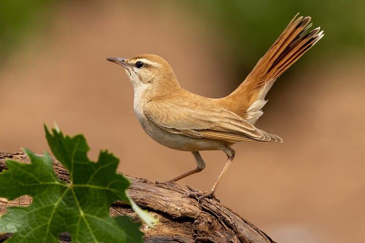 Photography Hides at Dehesa El Águila: Private Birding & Raptor Photography Near Puebla de la Reina photo 3