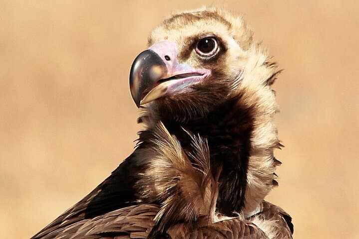 Photography Hides at Dehesa El Águila: Private Birding & Raptor Photography Near Puebla de la Reina photo 4